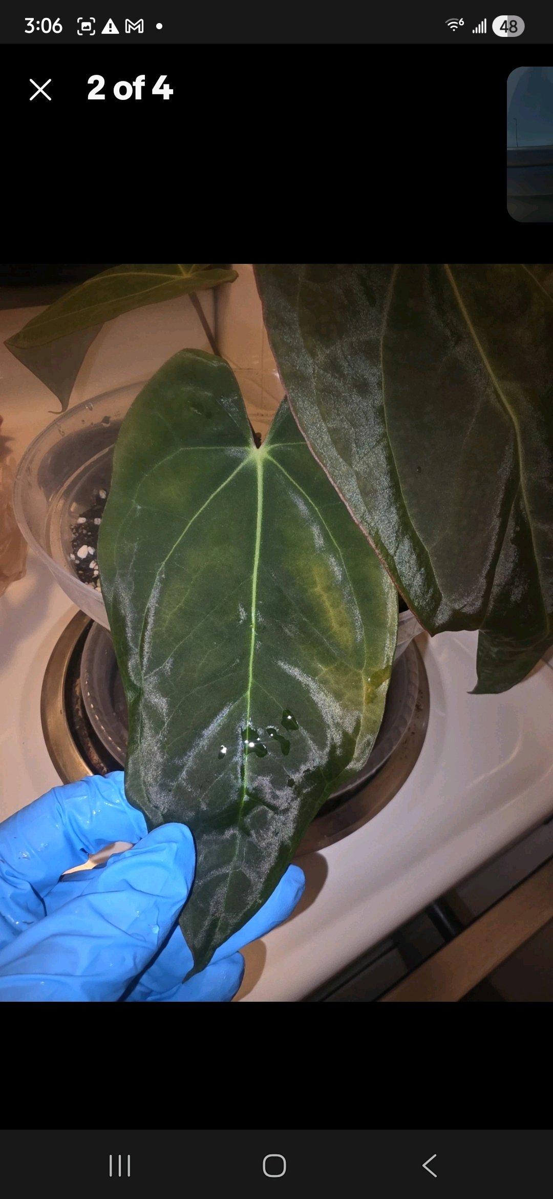 Anthurium Black Widow Michelle Hybrid w Display Case - Jaffrey, New Hampshire - FleaMarketBay