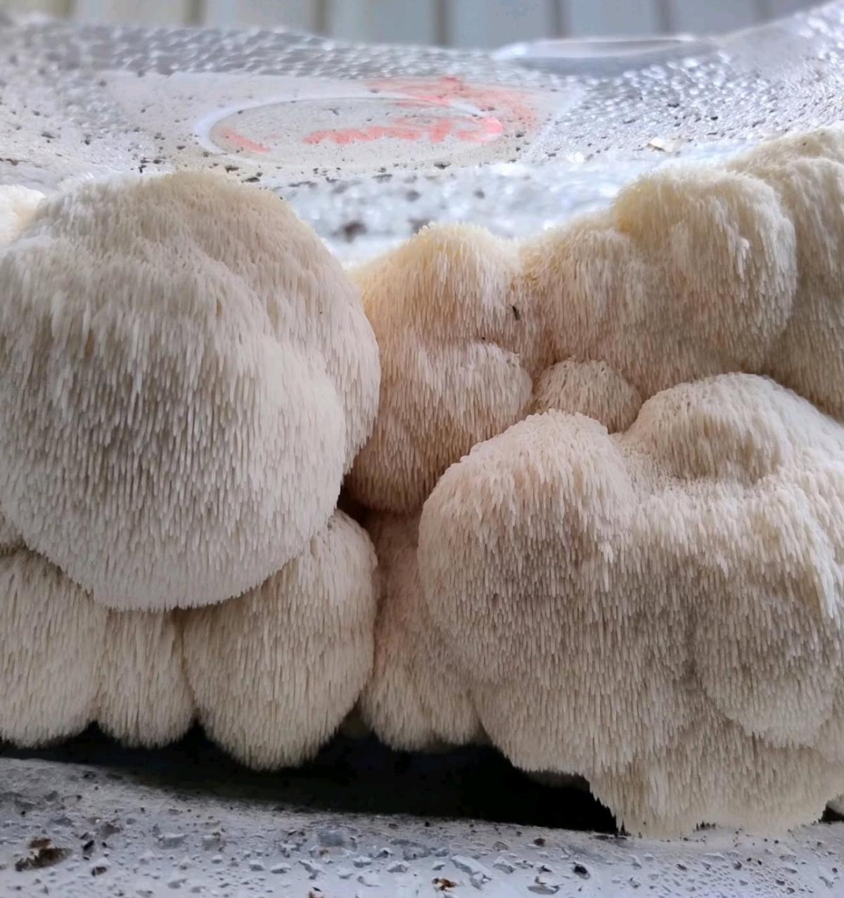 Fresh and dried Shroom for sale - Adelanto, California - FleaMarketBay