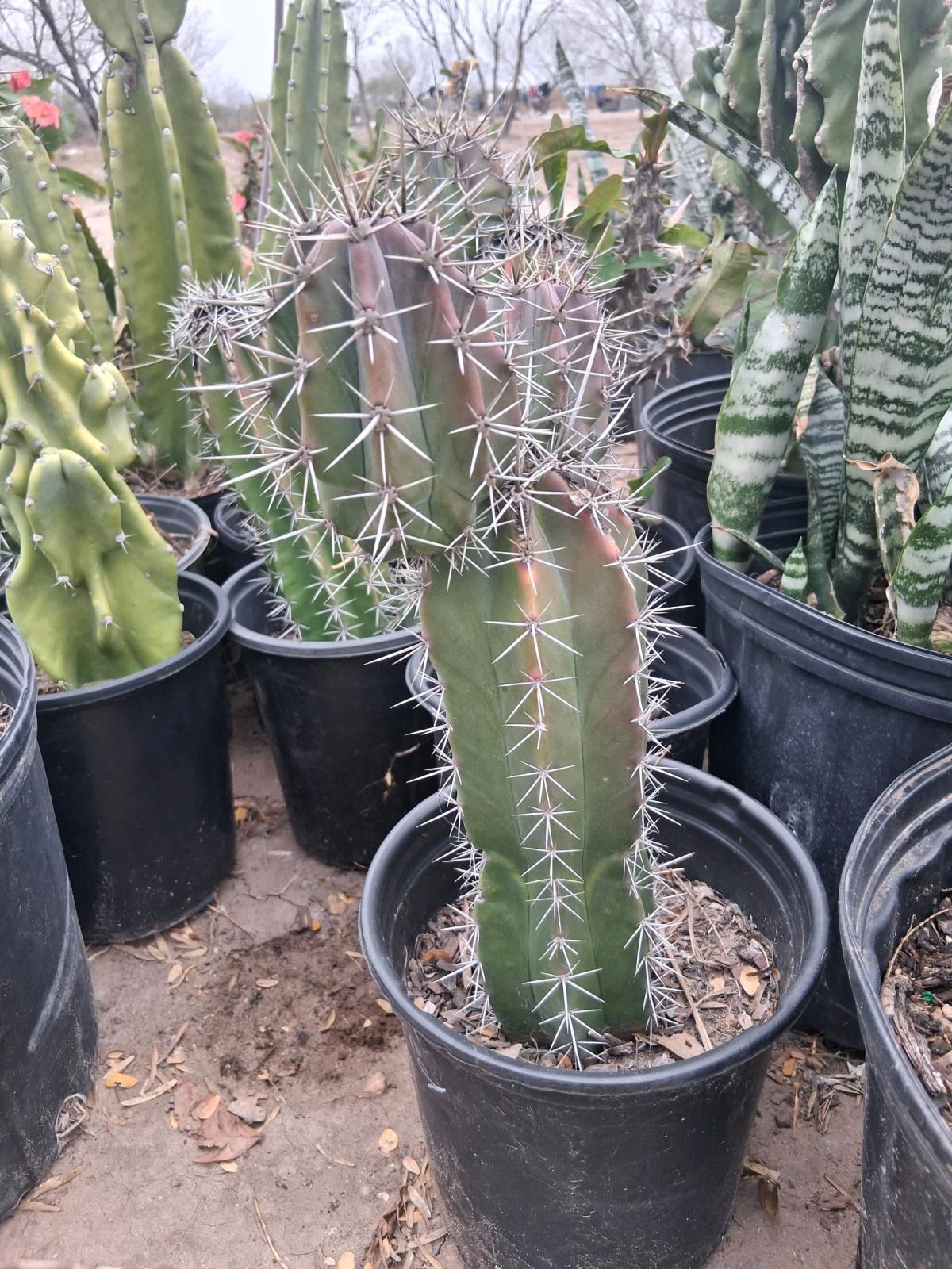 coronas de Cristo grandes - Mcallen, Texas - FleaMarketBay