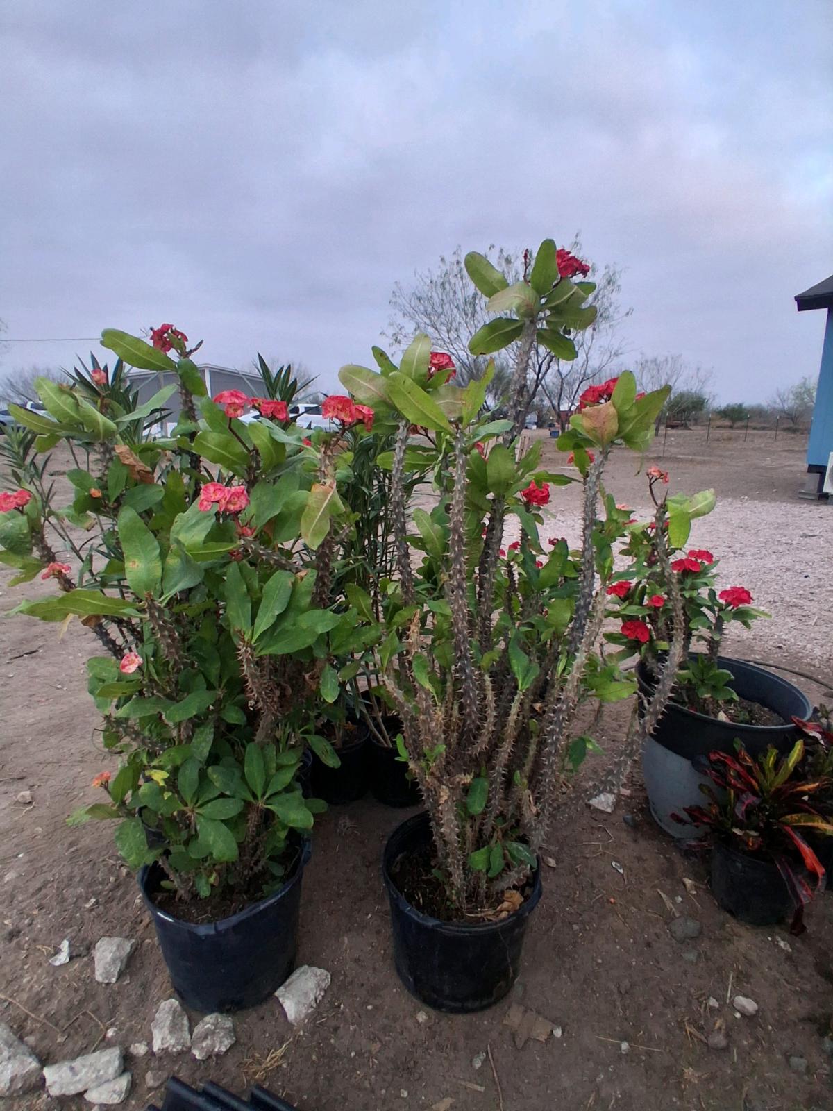 coronas de Cristo grande 150 - Mcallen, Texas - FleaMarketBay