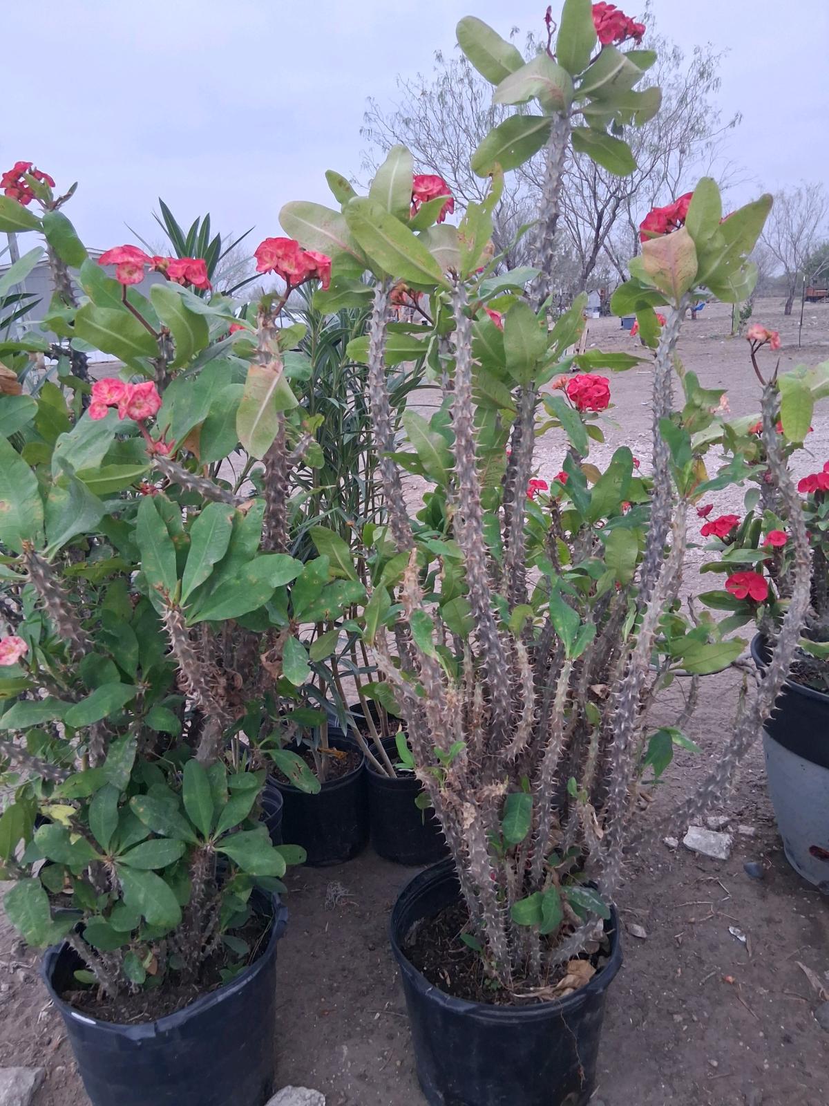 coronas de Cristo grande 150 - Mcallen, Texas - FleaMarketBay