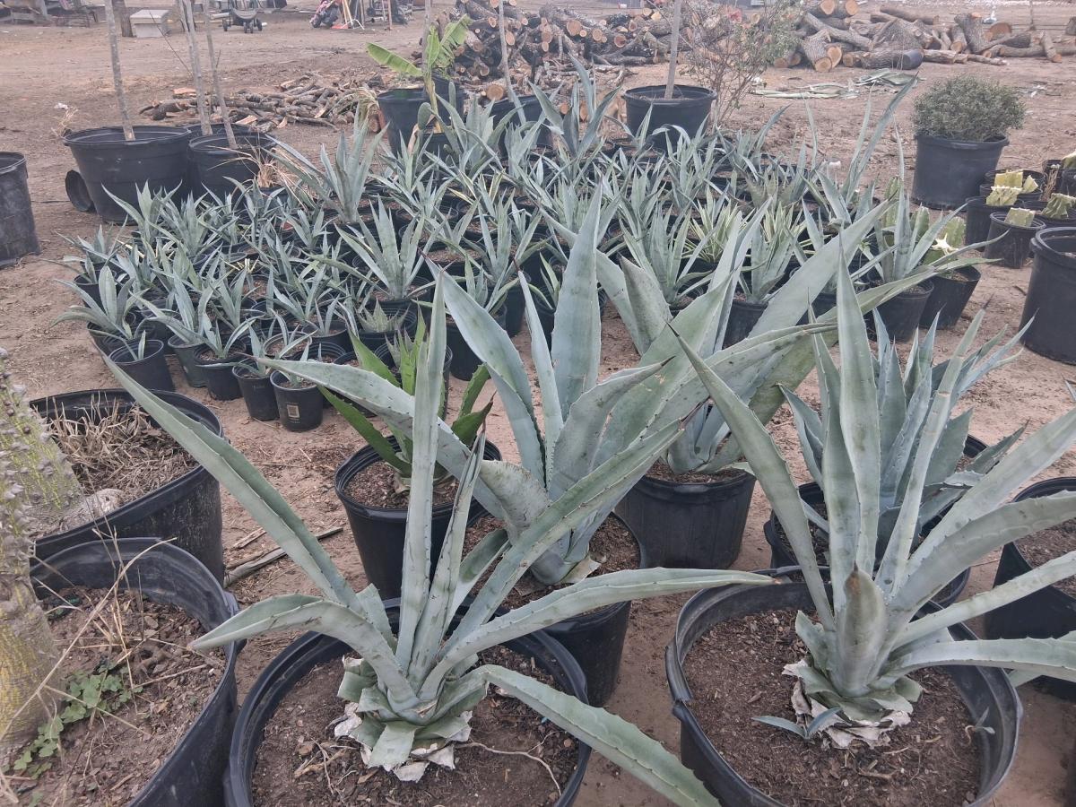 coronas de Cristo grande 150 - Mcallen, Texas - FleaMarketBay