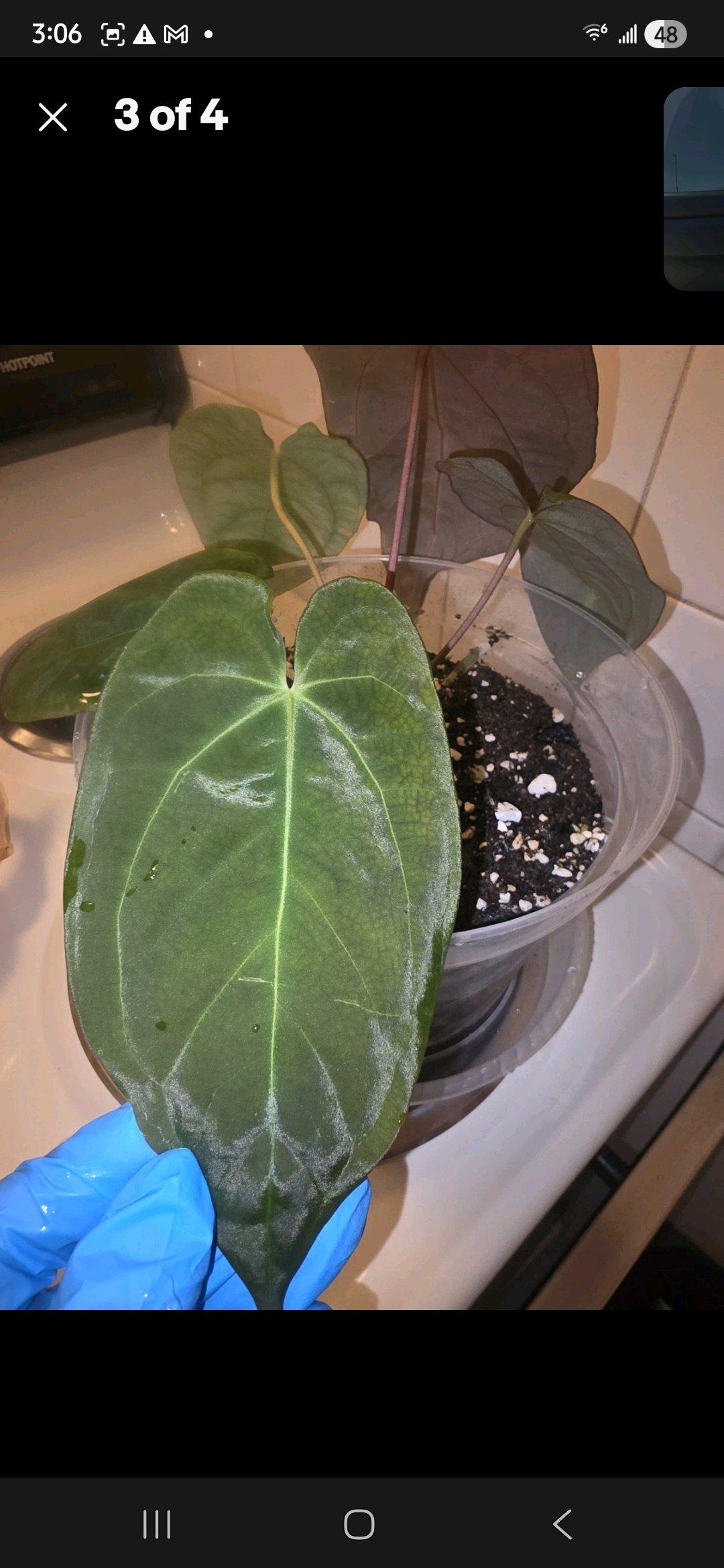 Anthurium Dark Crystal Hybrid w Display Case - Jaffrey, New Hampshire - FleaMarketBay