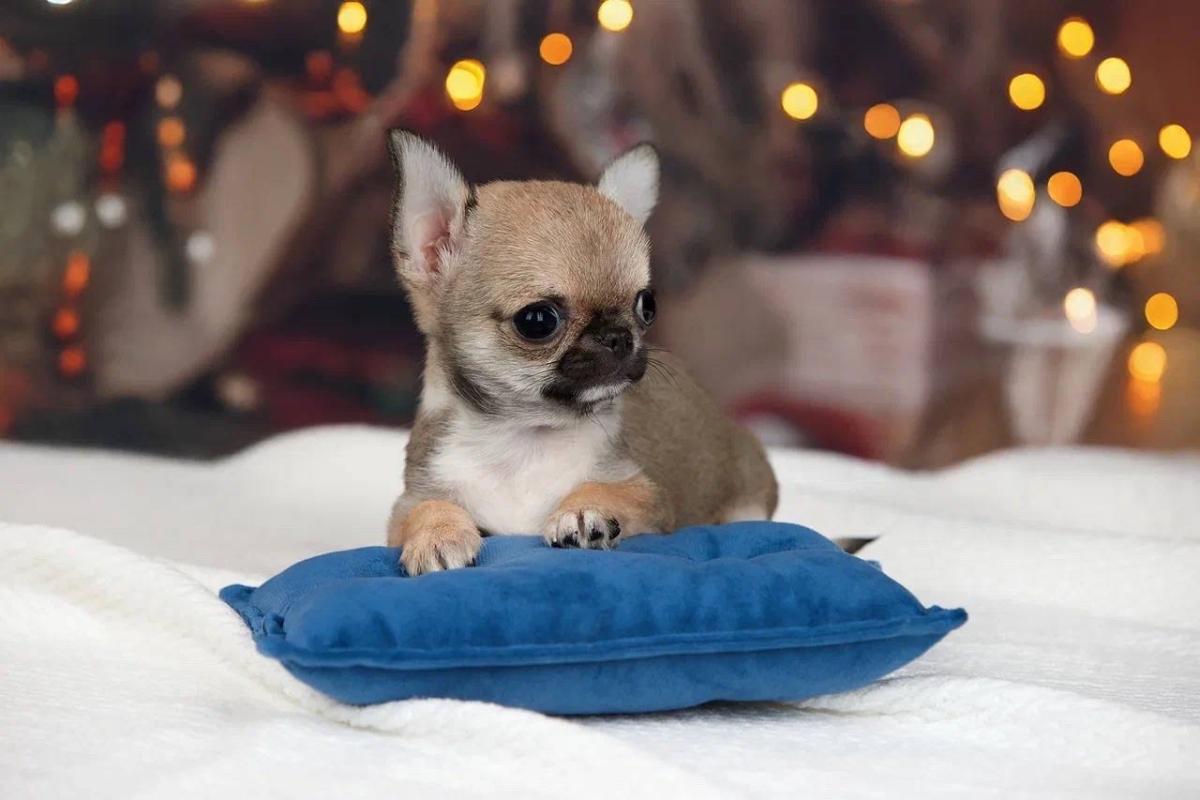 puppies - Abilene, Texas - FleaMarketBay