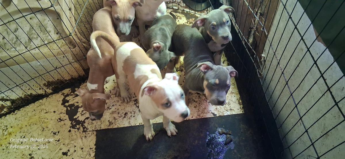 pitbull puppies - Oakland, California - FleaMarketBay