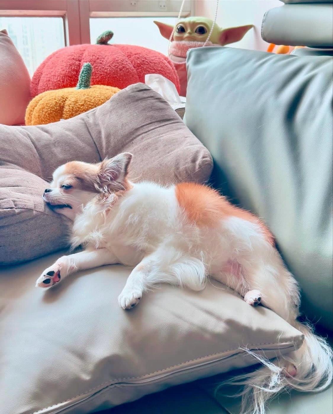 puppies for adoptions - Abilene, Texas - FleaMarketBay