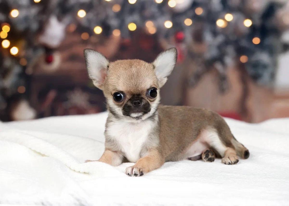 puppies - Abilene, Texas - FleaMarketBay