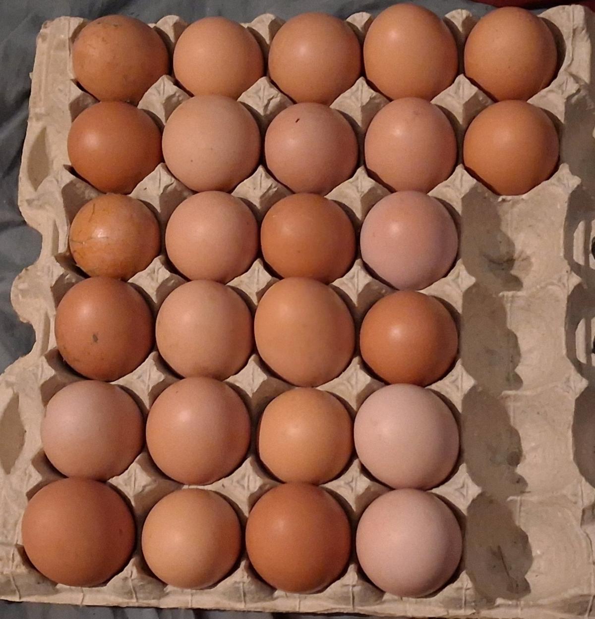 Rhode Island Red Hatching Eggs - East Lansing, Michigan