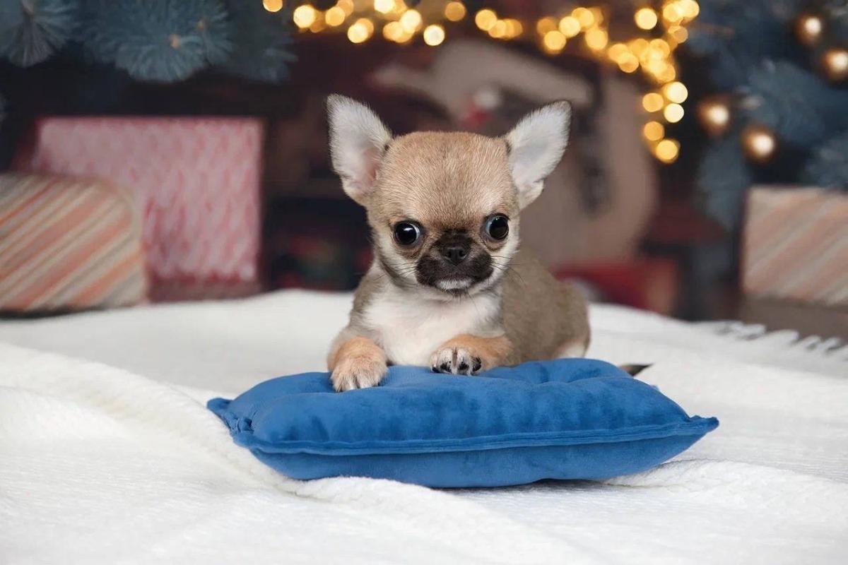 puppies - Abilene, Texas - FleaMarketBay