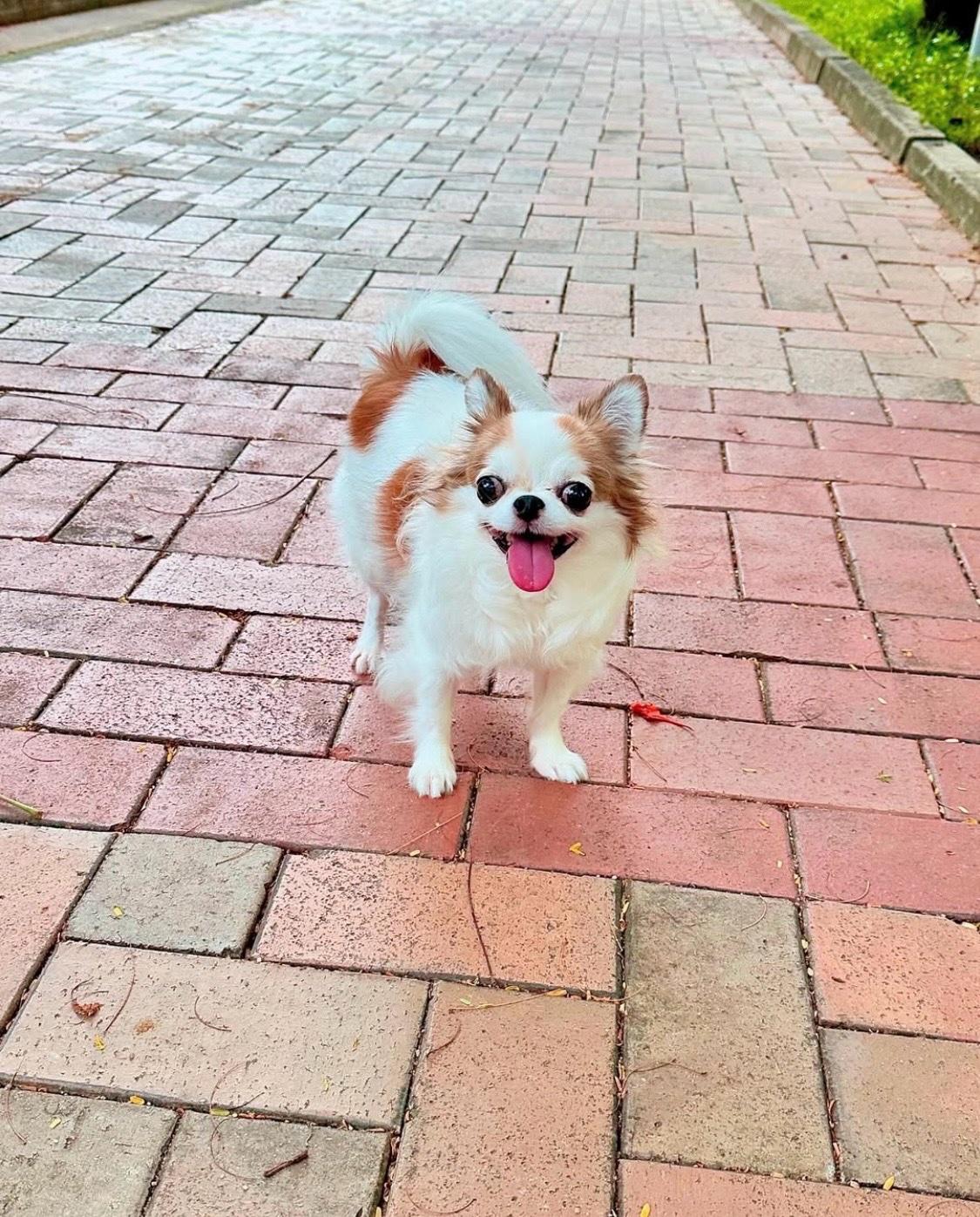 puppies for adoptions - Abilene, Texas - FleaMarketBay