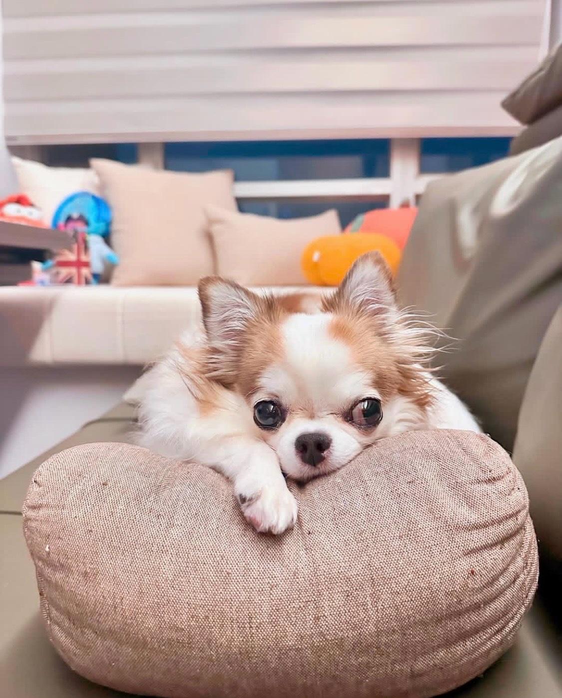 puppies for adoptions - Abilene, Texas