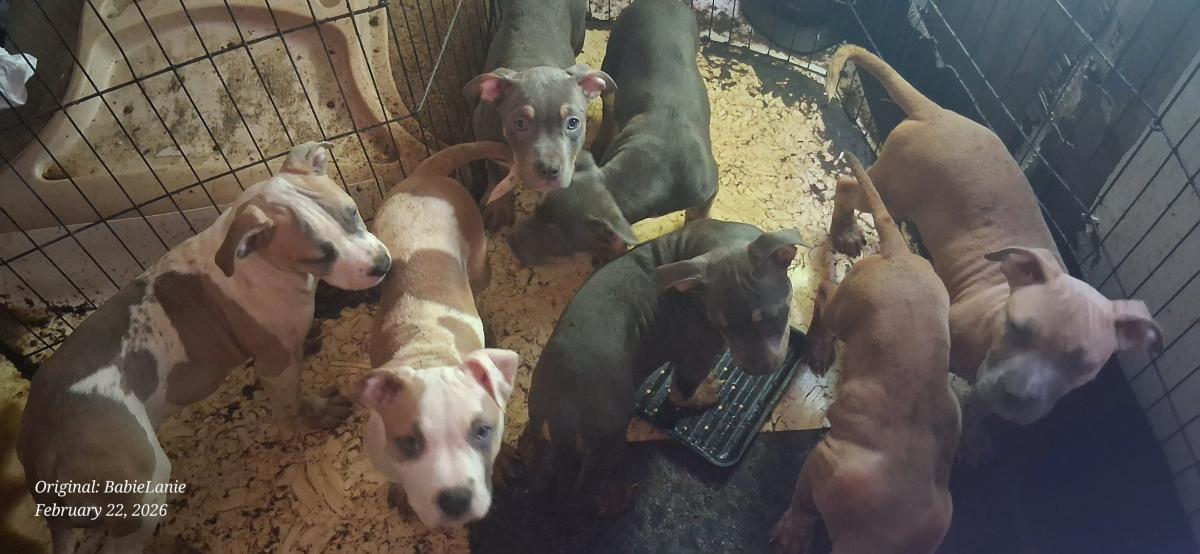 pitbull puppies - Oakland, California - FleaMarketBay
