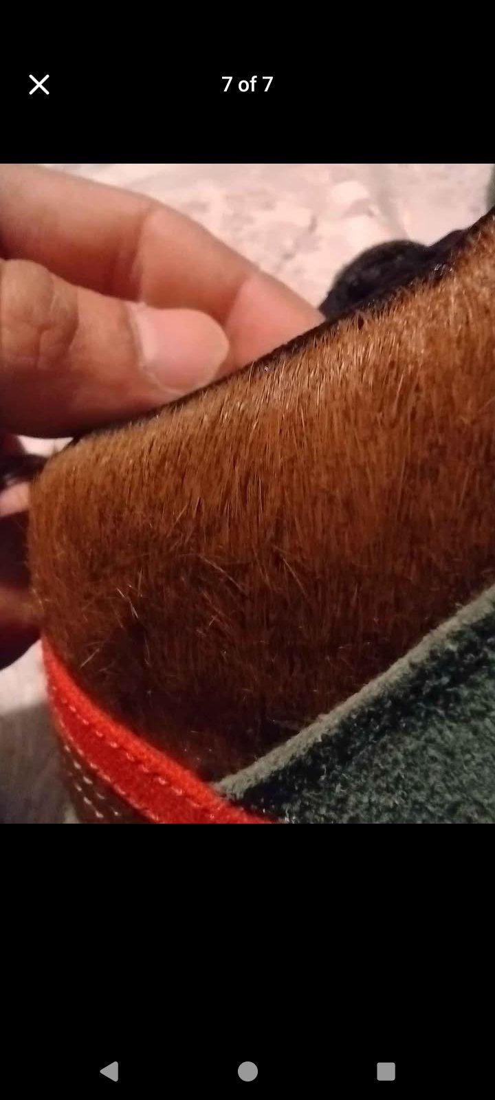 Nike sb walk the dog - Gheens, Louisiana - FleaMarketBay