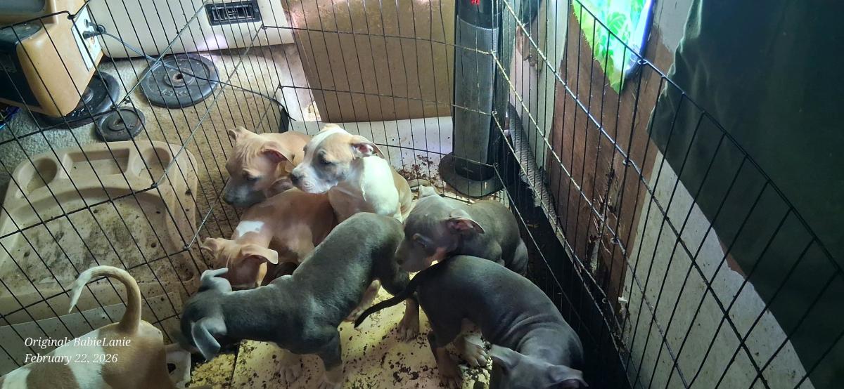 pitbull puppies - Oakland, California - FleaMarketBay