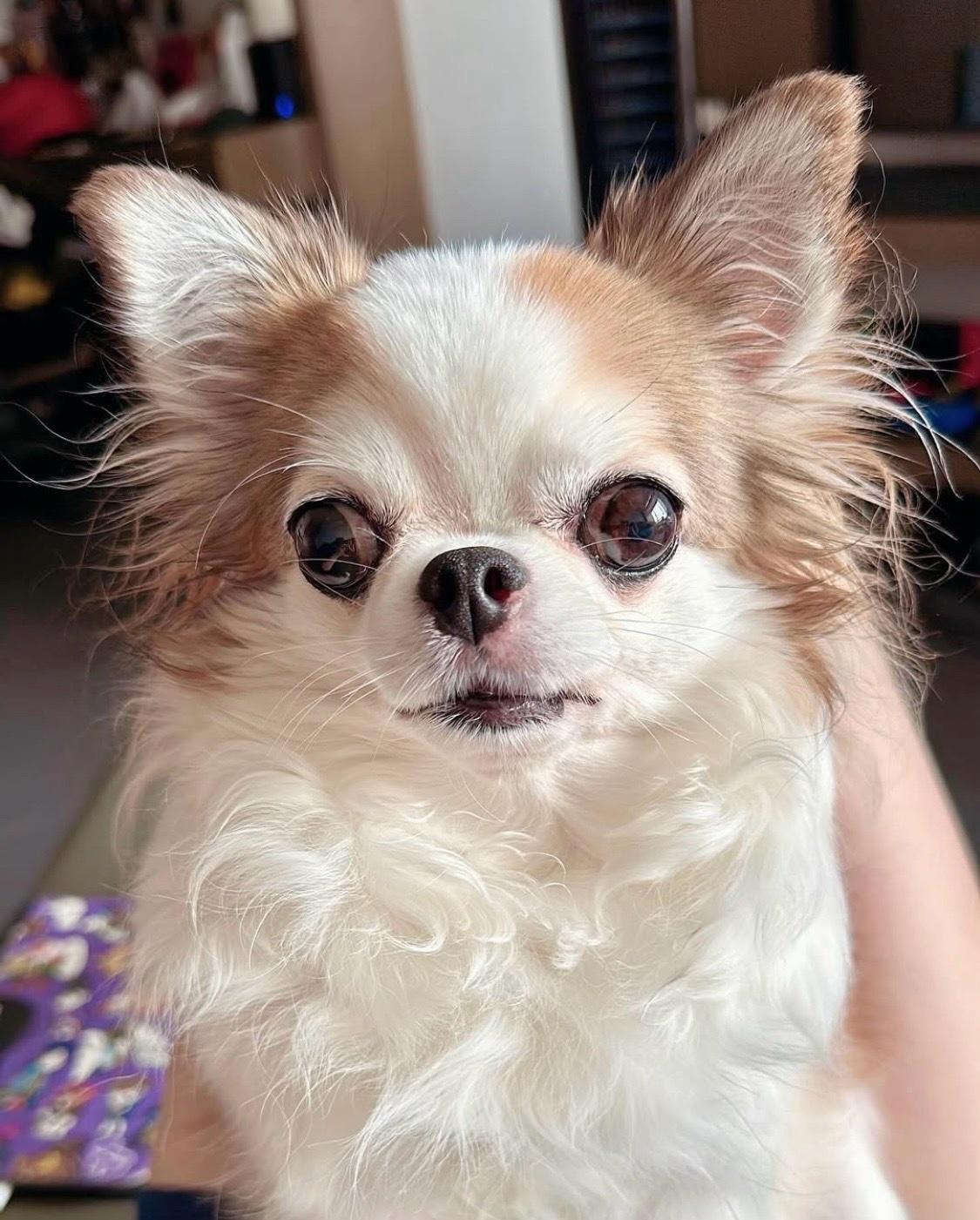 puppies for adoptions - Abilene, Texas - FleaMarketBay