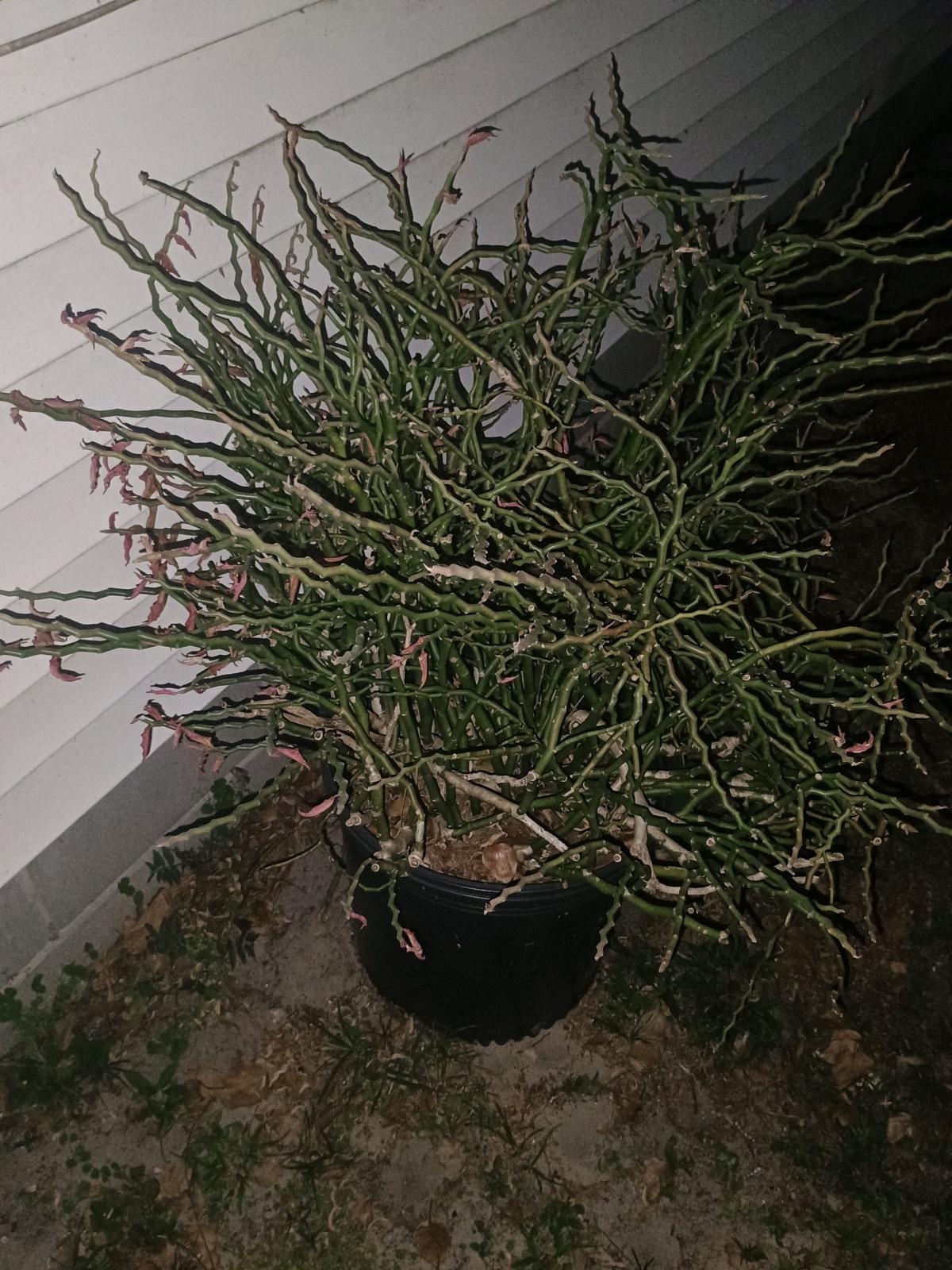 yard landscape decor - Alicia, Arkansas - FleaMarketBay