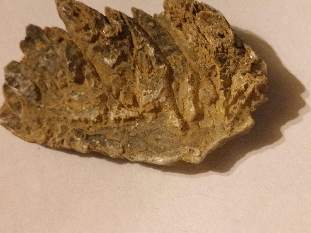 Kauri Gum - Double Springs, Alabama - FleaMarketBay