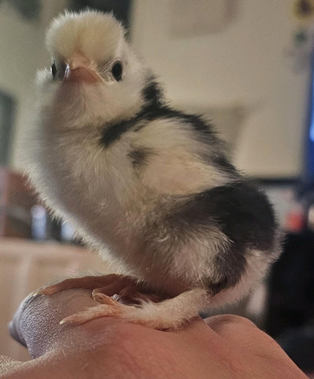 silkie chick duos - El Cerrito, California - FleaMarketBay