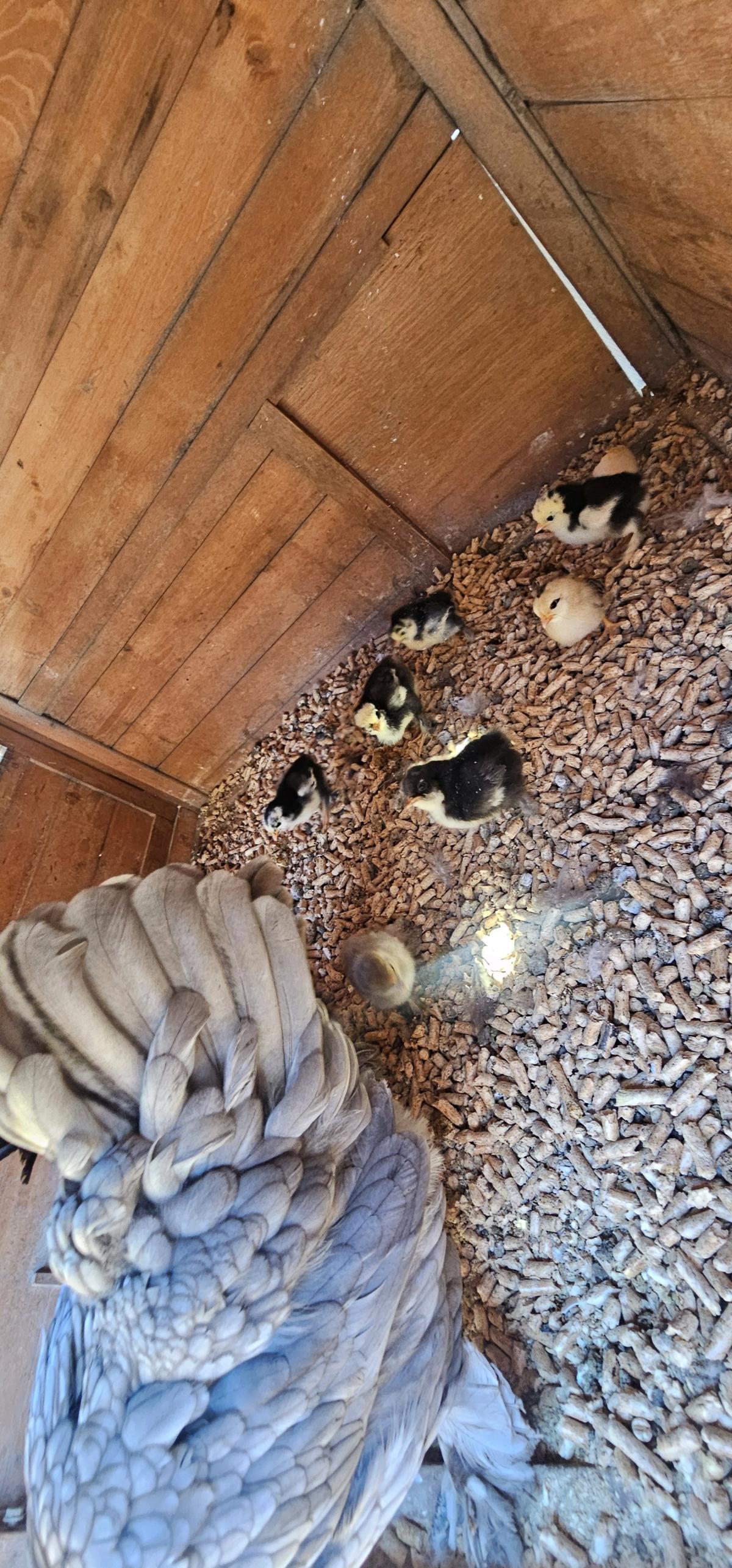 silkie chick duos