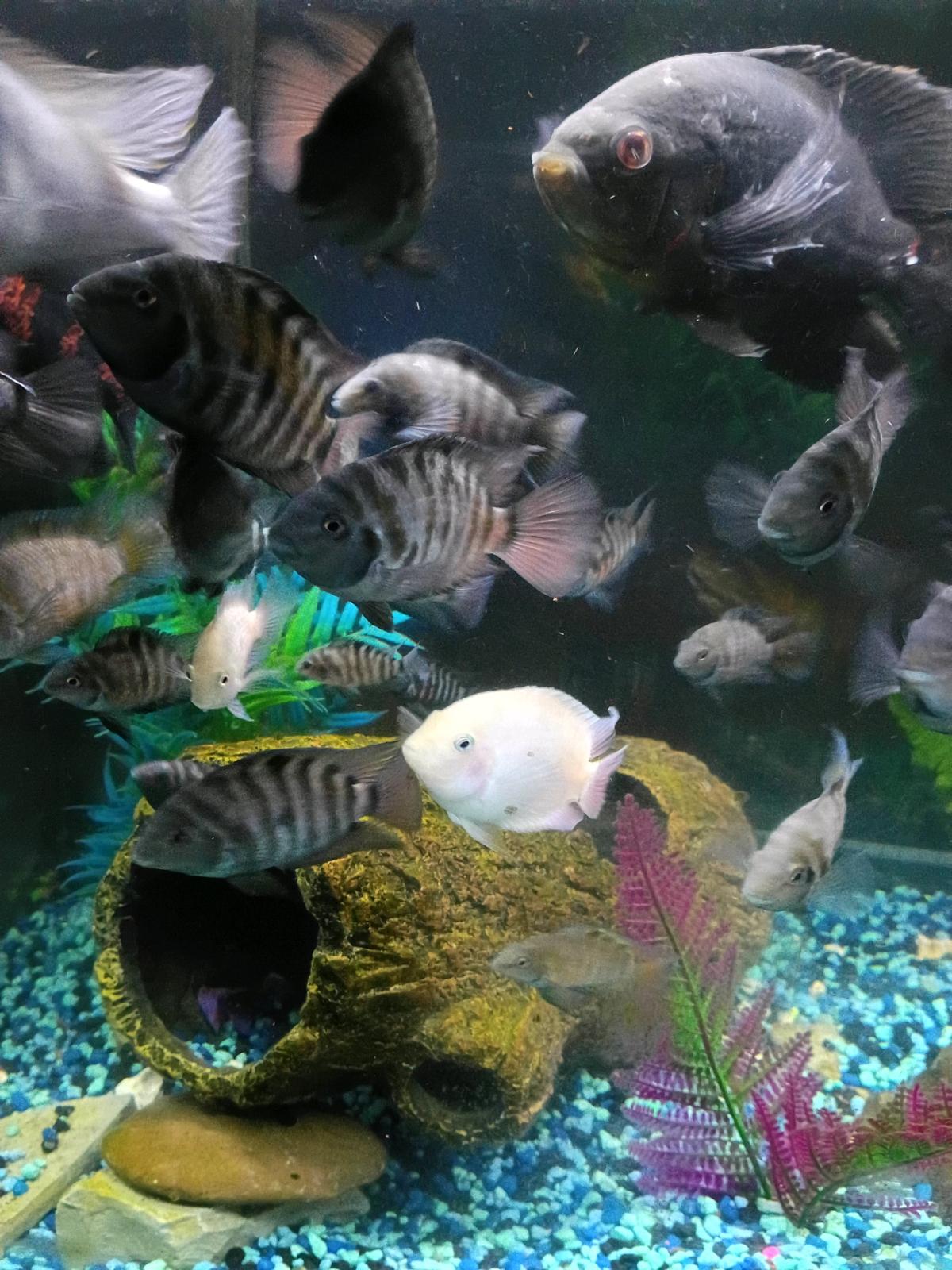 American Convict Cichlid Fish - Warren, Pennsylvania - FleaMarketBay