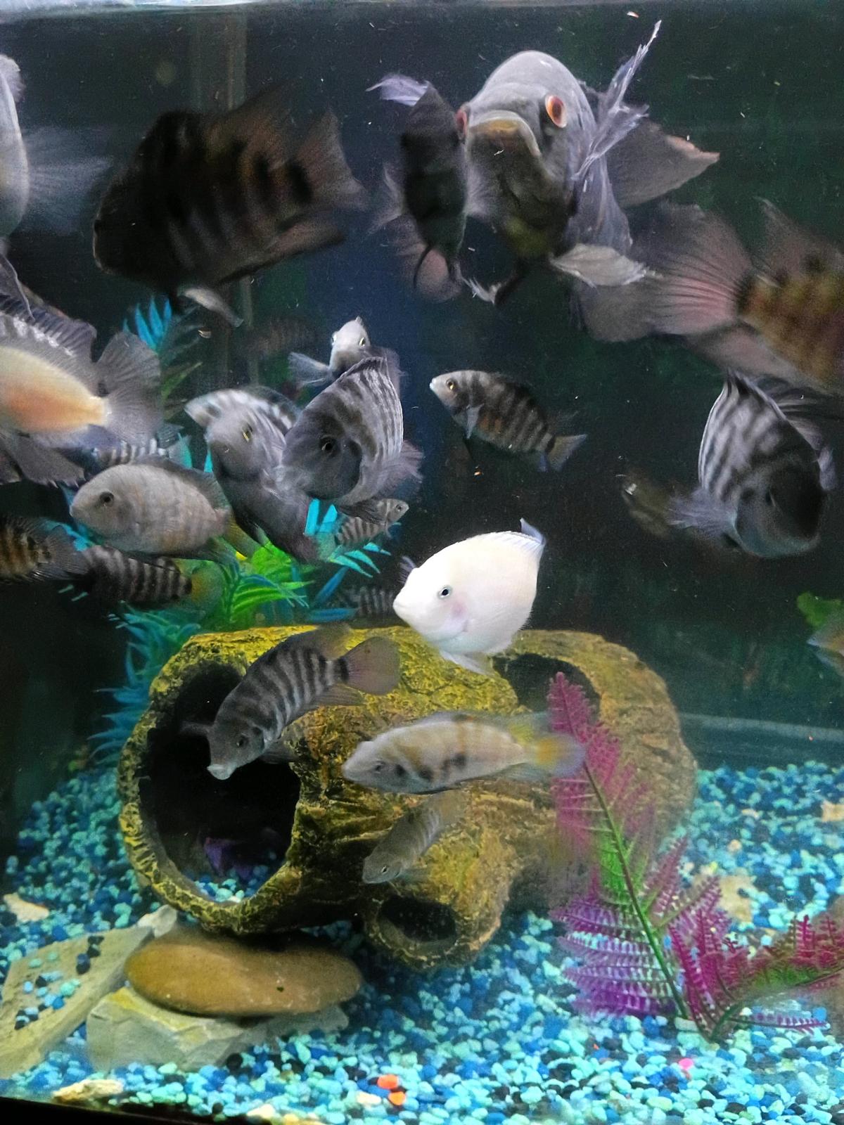 American Convict Cichlid Fish - Warren, Pennsylvania - FleaMarketBay