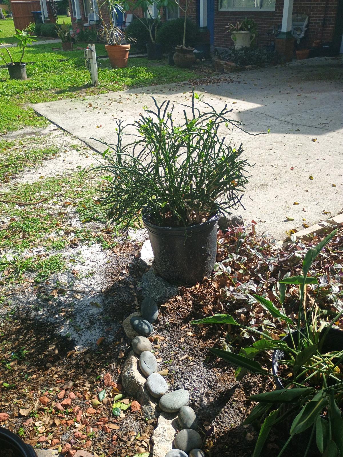 garden decor pots and iron - Orlando, Florida - FleaMarketBay