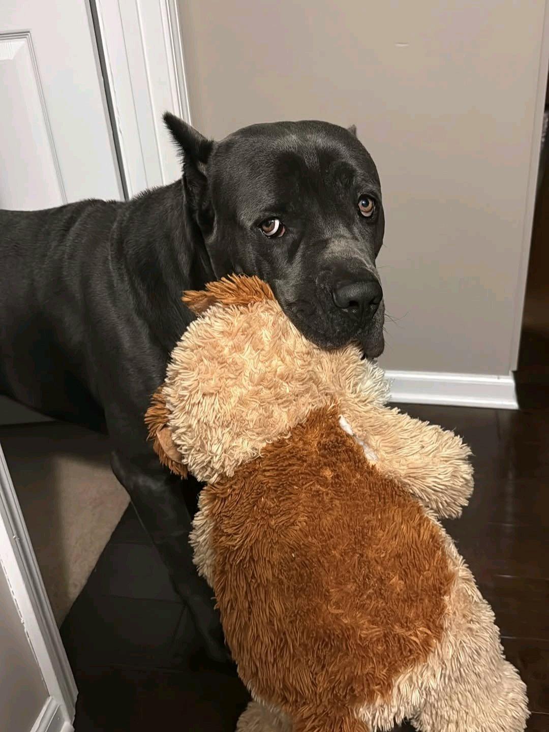 Im selling two dogs for hit me up on my signal 6294445223 - Andover, Connecticut - FleaMarketBay