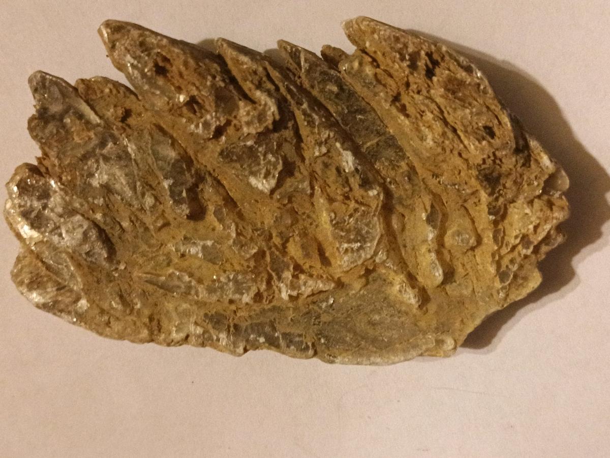 Kauri Gum - Double Springs, Alabama - FleaMarketBay