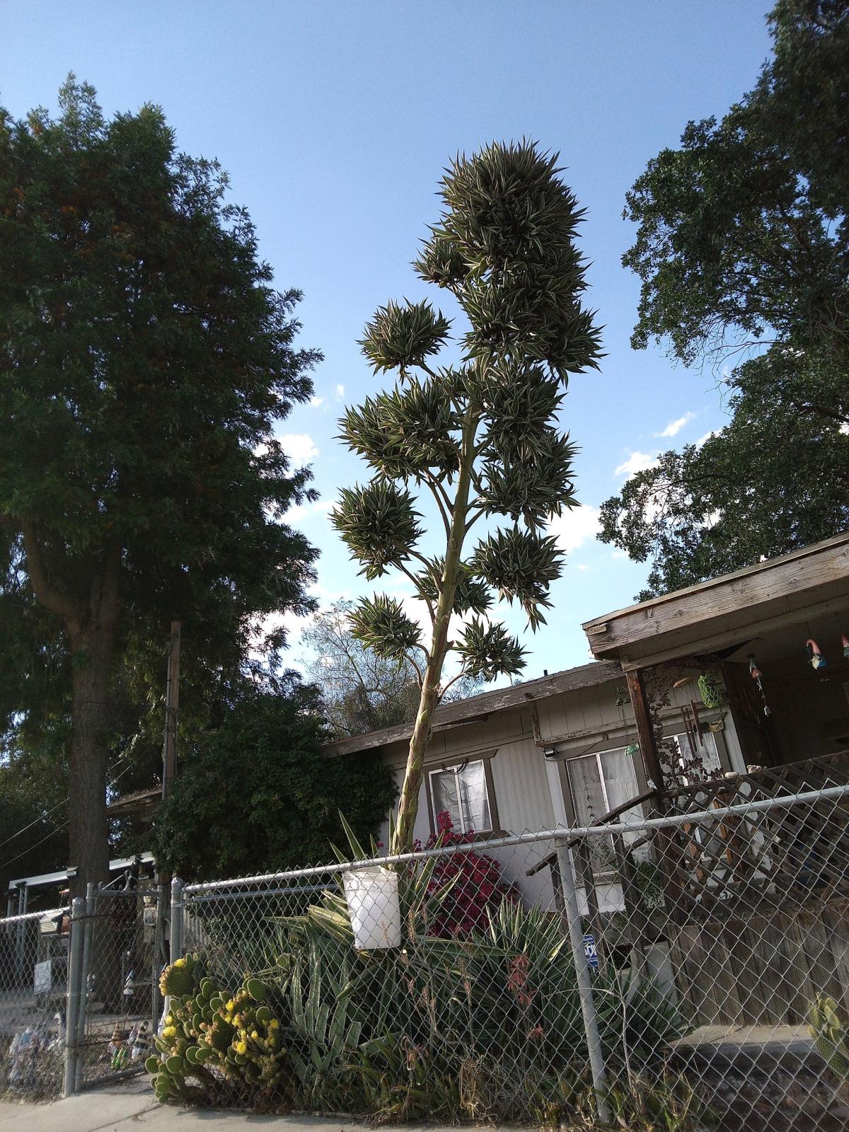 Agave Americana - Armona, California - FleaMarketBay