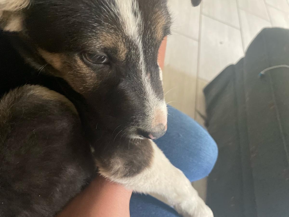 pitbull Husky mixed - Albany, Georgia - FleaMarketBay