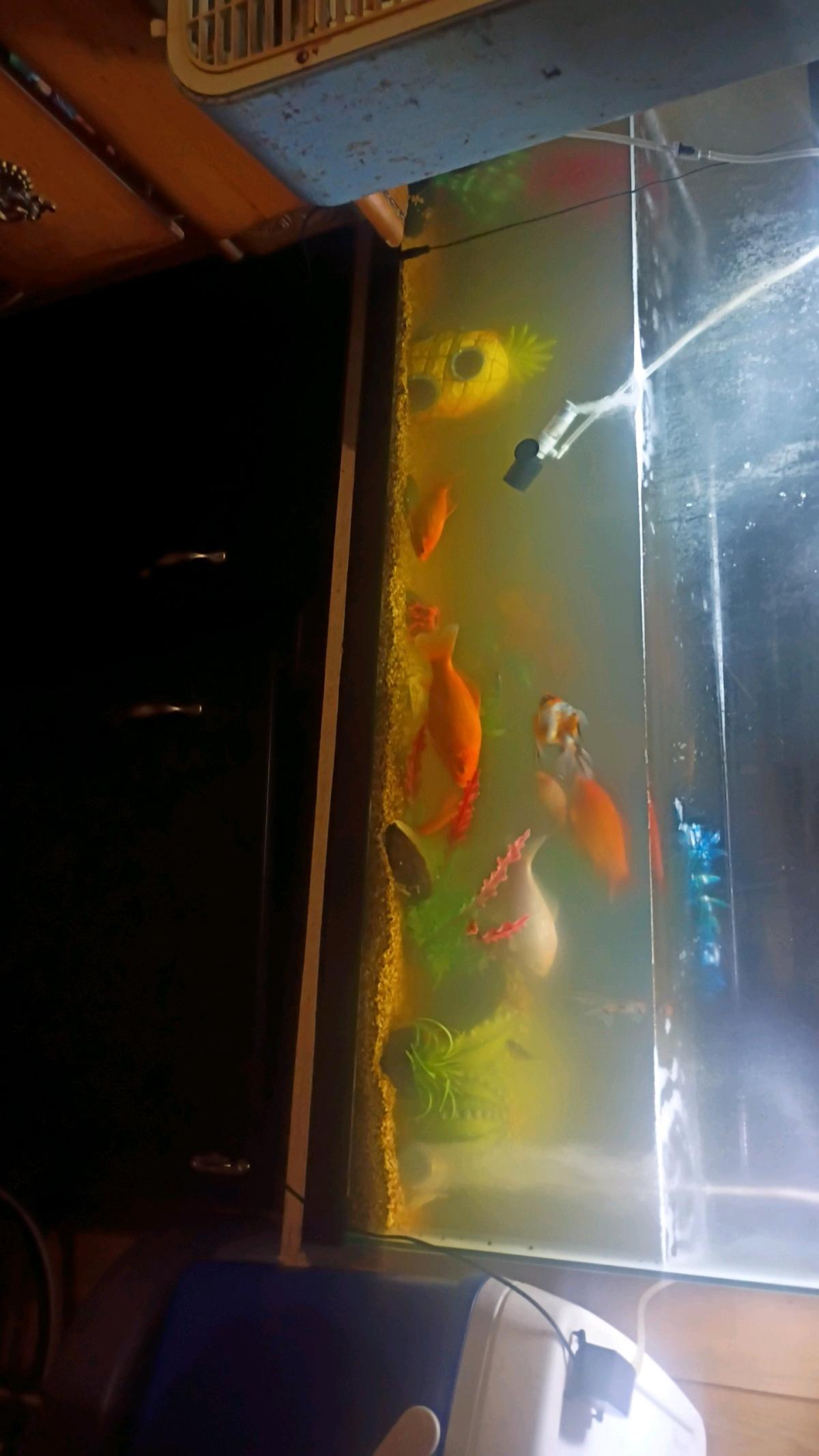 fish tank and stand with fish as well - Ahoskie, North Carolina - FleaMarketBay