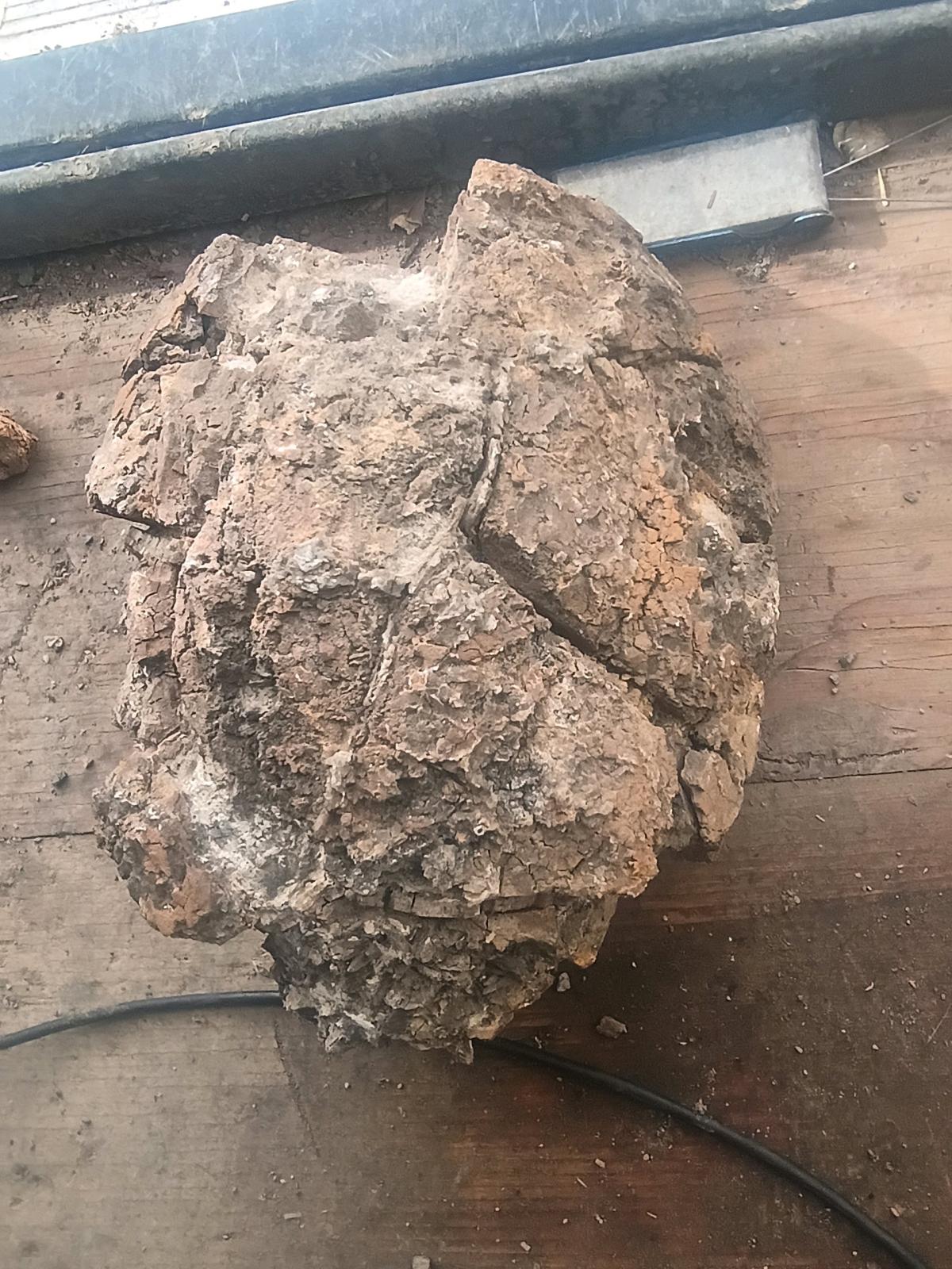fossil turtle - Delta, Colorado - FleaMarketBay