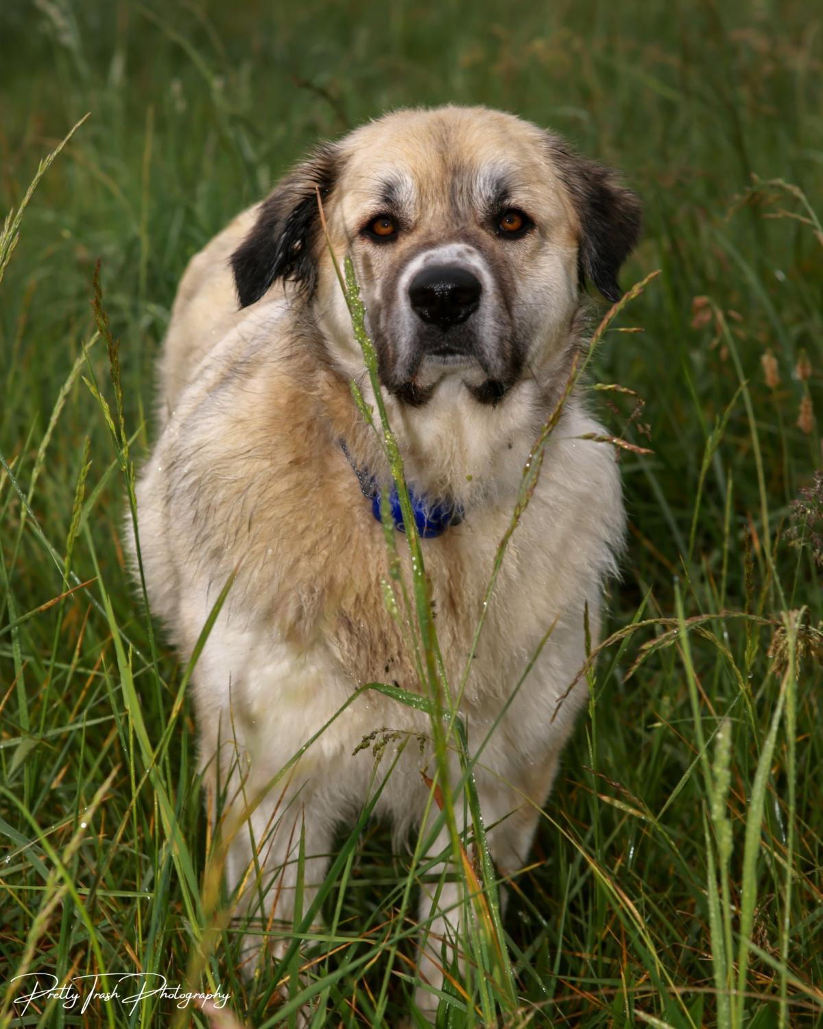 Pet Photography - Macon, Tennessee - FleaMarketBay