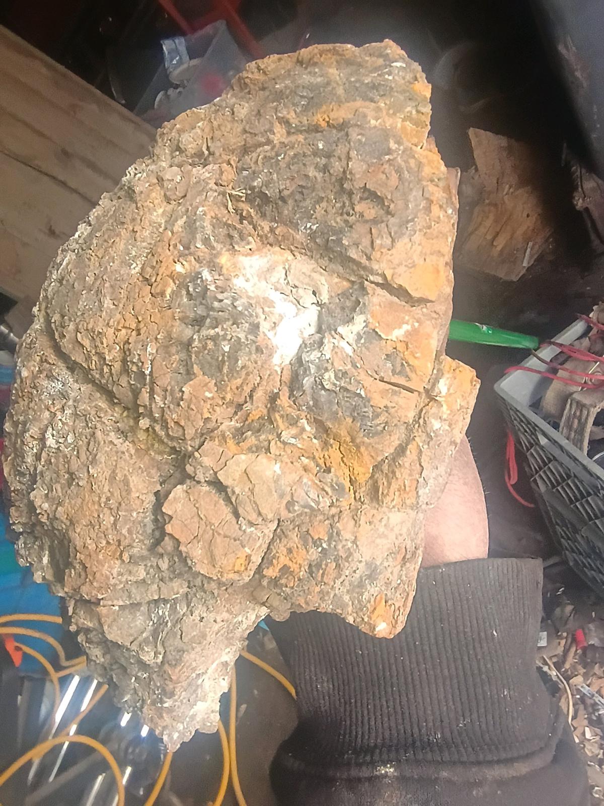 fossil turtle - Delta, Colorado - FleaMarketBay