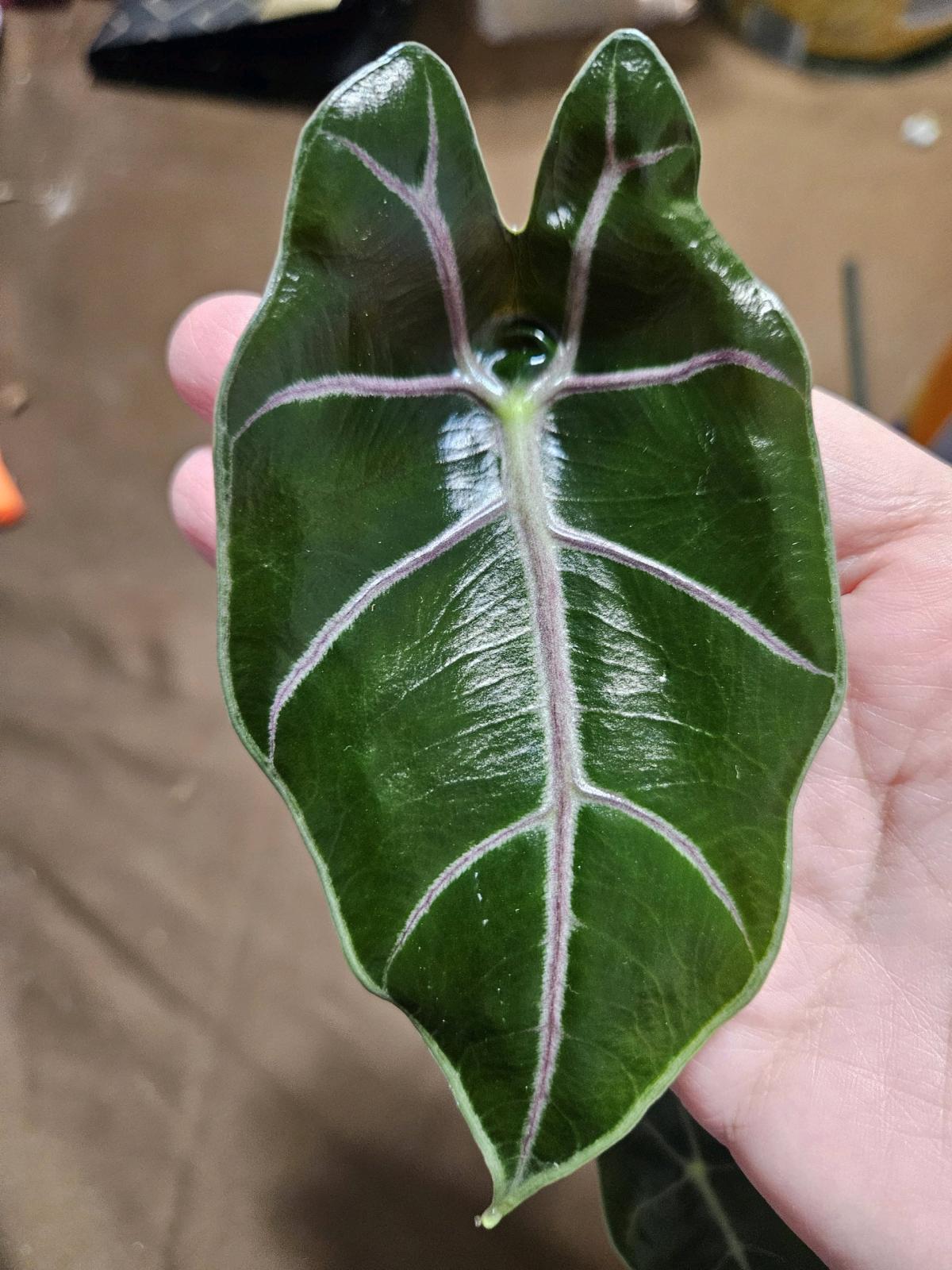 Alocasia Black Saturn Pink Bone Plant - Hallandale, Florida - FleaMarketBay