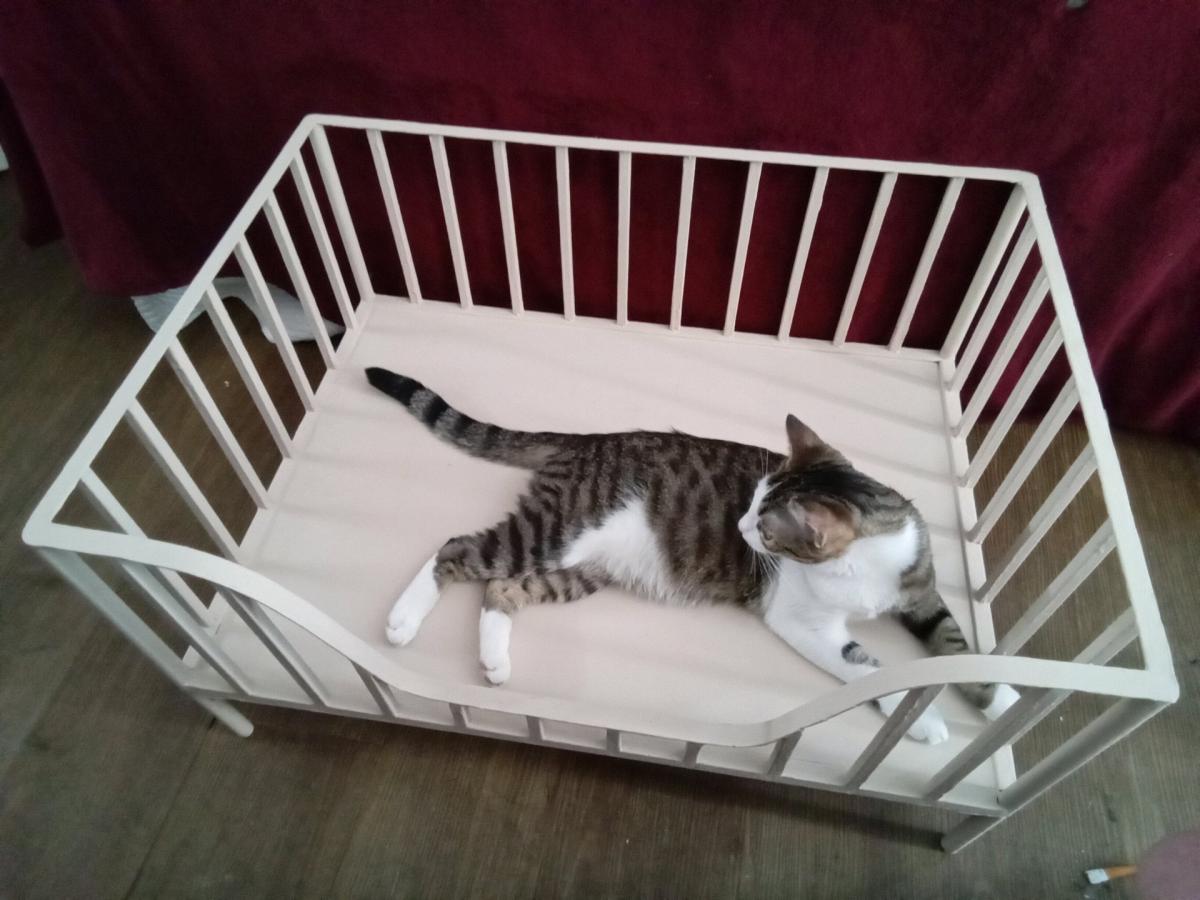 Cute Metal Small Pet Crib Style Bed Cats or Dog - New Port Richey, Florida - FleaMarketBay