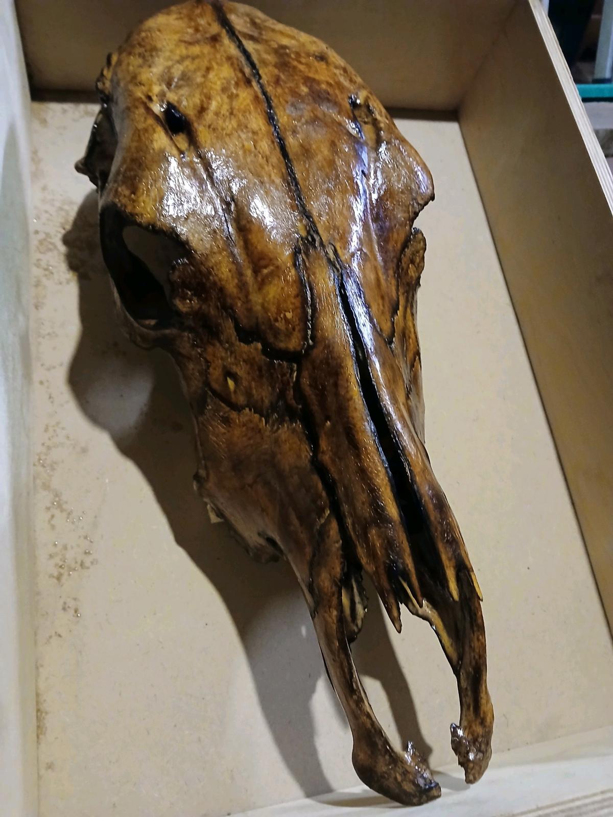 Torched cow skull - Abilene, Texas - FleaMarketBay