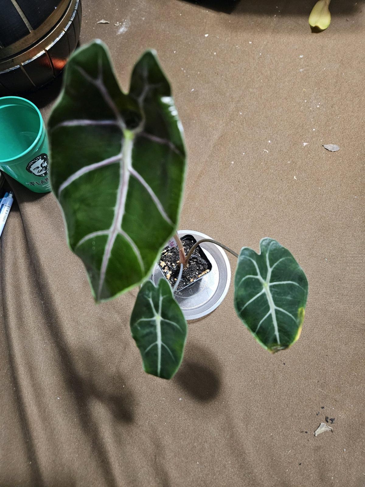 Alocasia Black Saturn Pink Bone Plant - Hallandale, Florida - FleaMarketBay