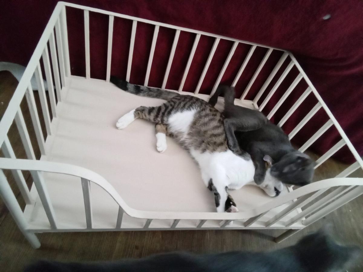 Cute Metal Small Pet Crib Style Bed Cats or Dog - New Port Richey, Florida - FleaMarketBay