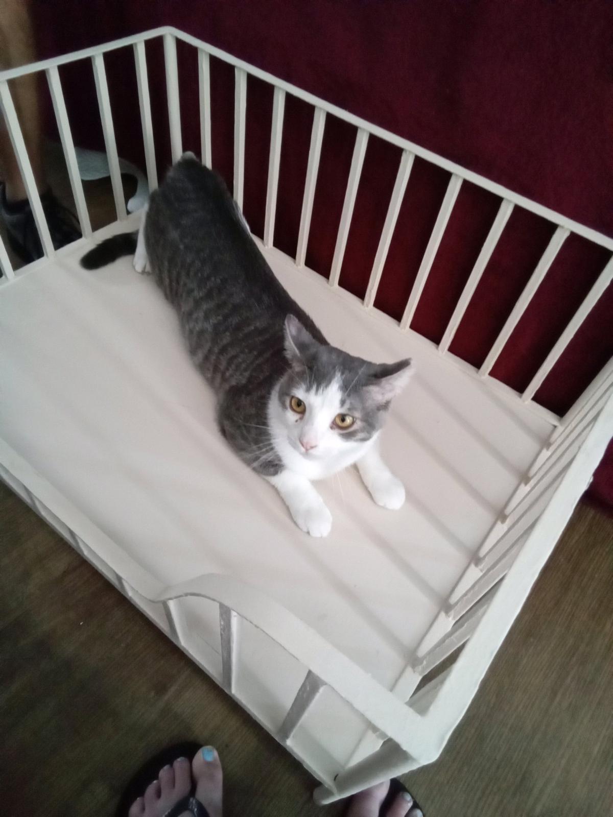 Cute Metal Small Pet Crib Style Bed Cats or Dog - New Port Richey, Florida - FleaMarketBay