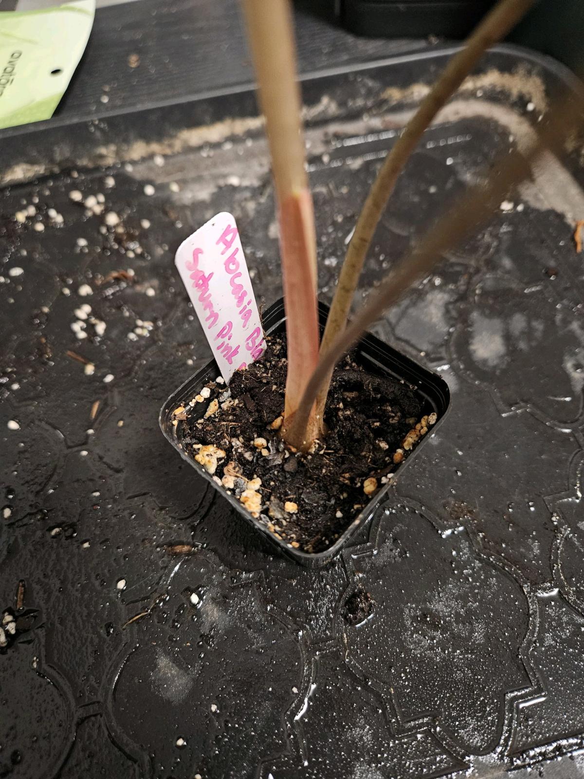 Alocasia Black Saturn Pink Bone Plant - Hallandale, Florida - FleaMarketBay