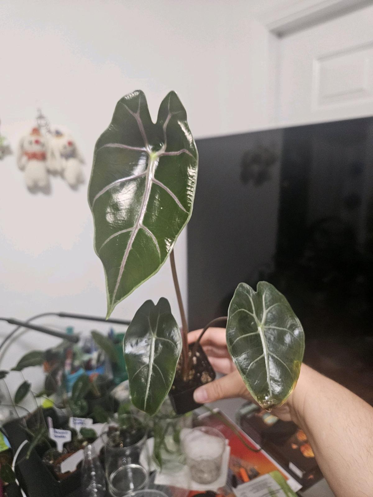 Alocasia Black Saturn Pink Bone Plant - Hallandale, Florida - FleaMarketBay