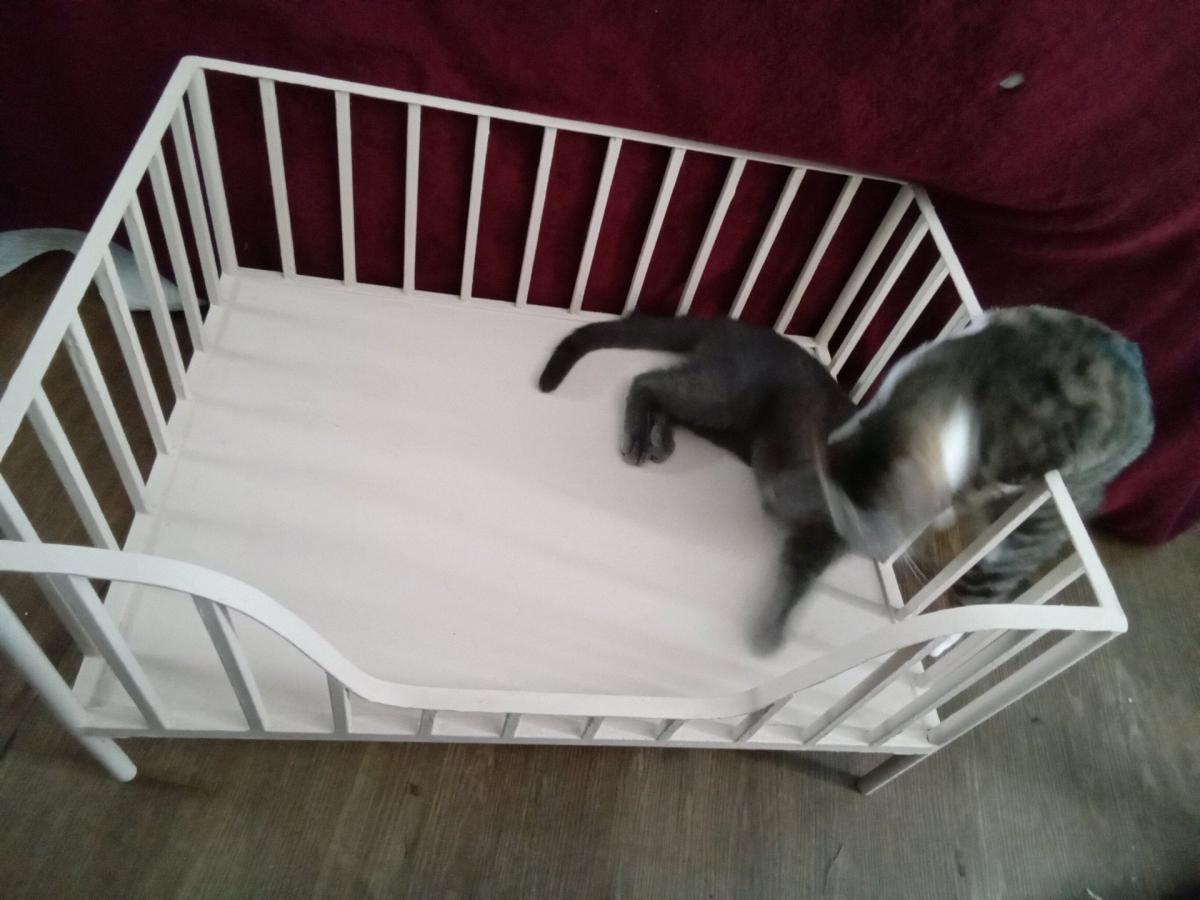 Cute Metal Small Pet Crib Style Bed Cats or Dog - New Port Richey, Florida - FleaMarketBay