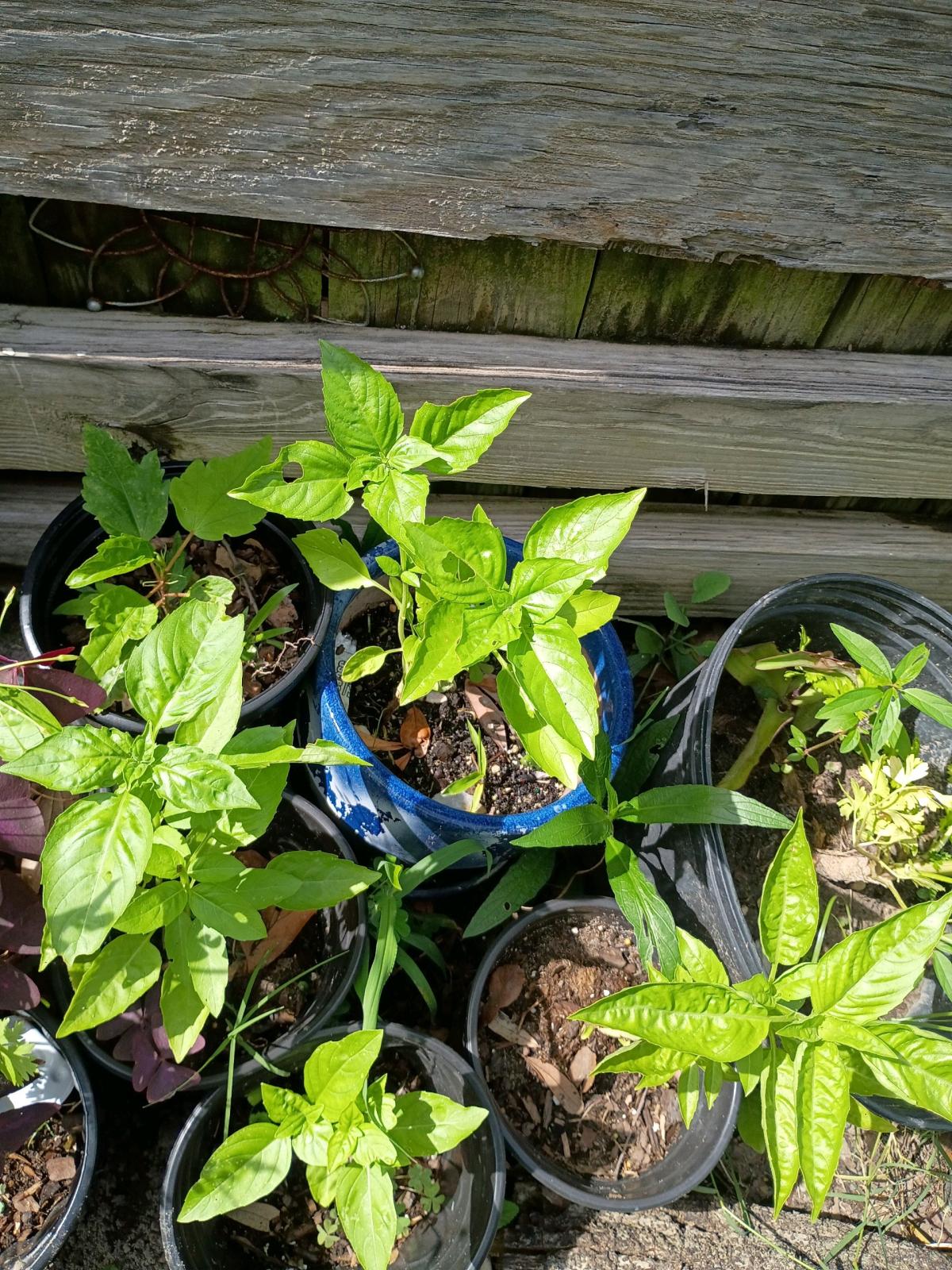 plants - Biloxi, Mississippi - FleaMarketBay