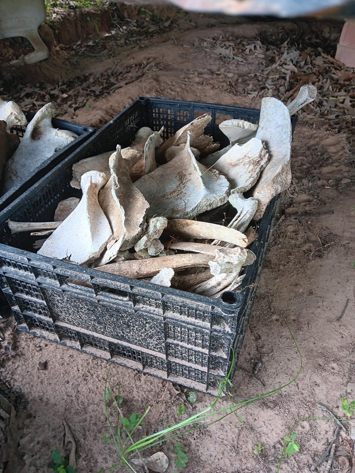 Ethically Harvested Animal Bones - Whitehouse, Texas - FleaMarketBay