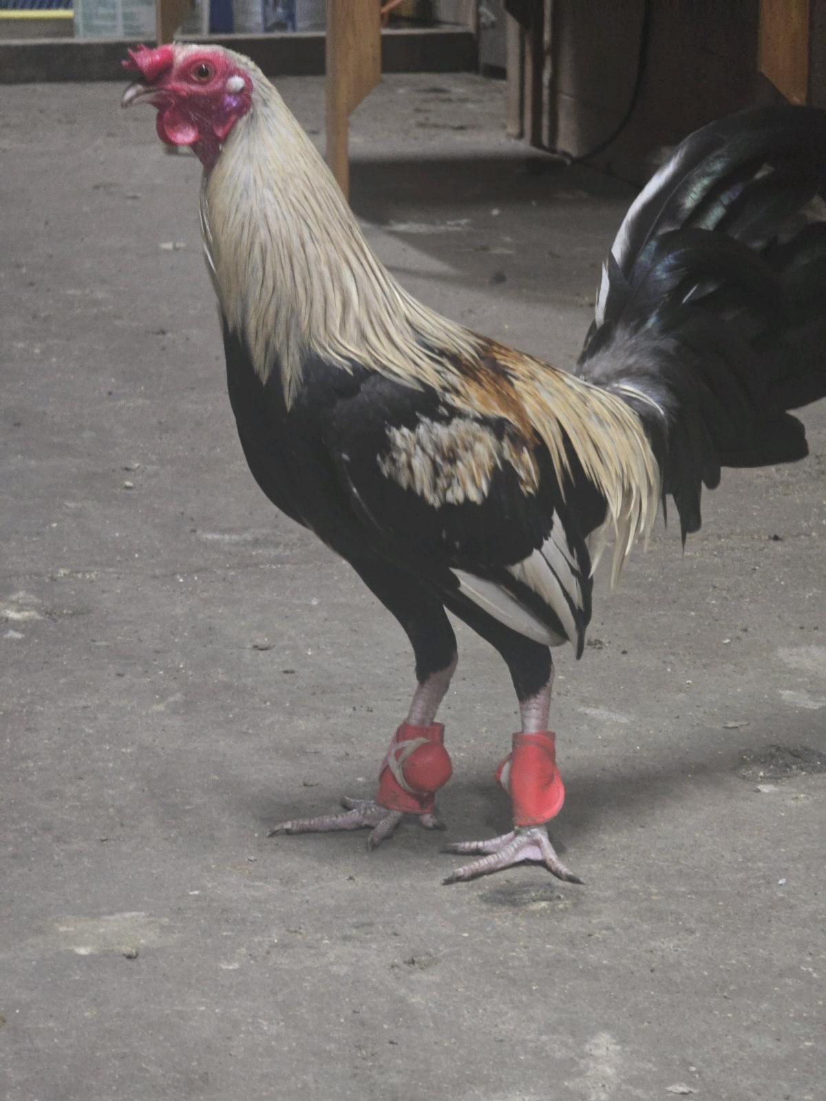 gallos finos - Harvard, Illinois - FleaMarketBay