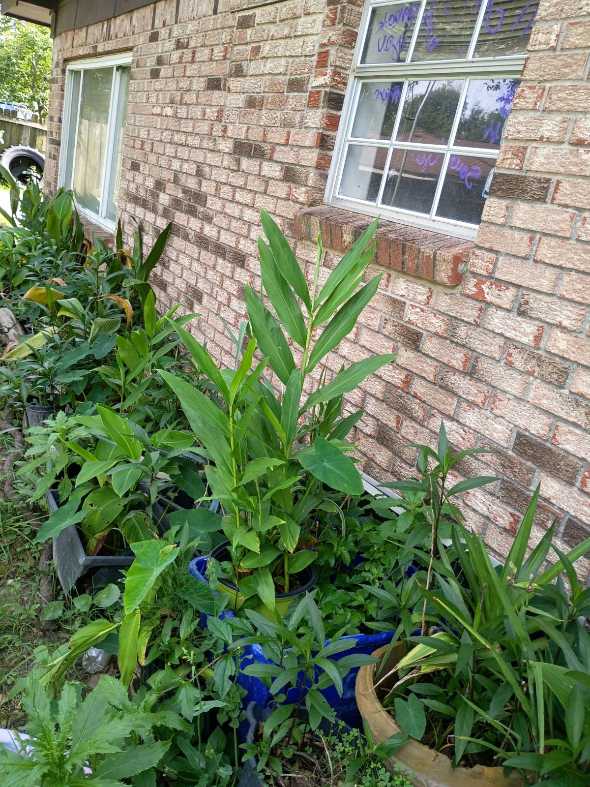 plants - Biloxi, Mississippi - FleaMarketBay