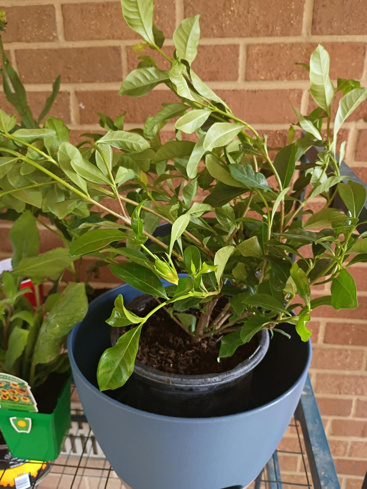 Gardenia Bush - Winston Salem, North Carolina - FleaMarketBay