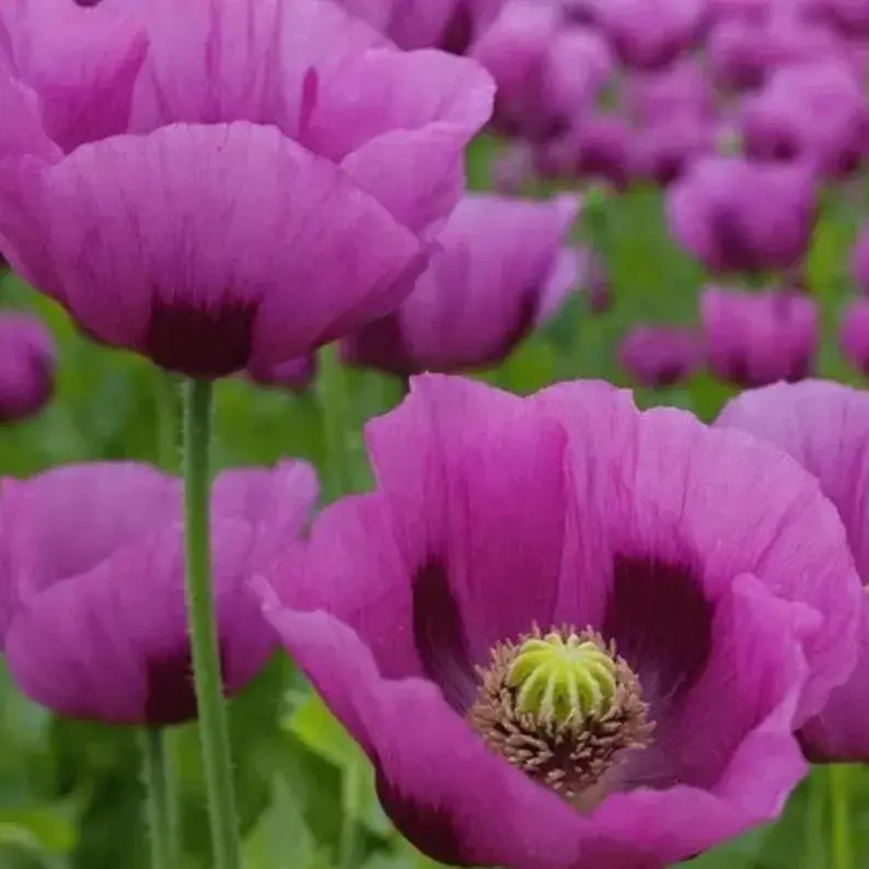 Hungarian Blue Poppy - Winston Salem, North Carolina - FleaMarketBay