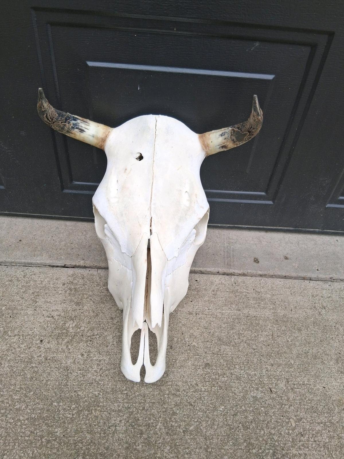 beautiful cow skull - Bristolville, Ohio - FleaMarketBay